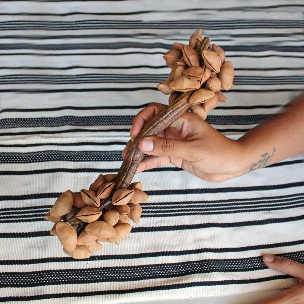 The Ceremonial Sacred Medicine Tools Shop 41 Double Side Seed Rattle ~ Maraca