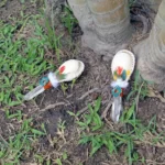 Chakana | Shamanic Rattle ( Maracas ) from Peru