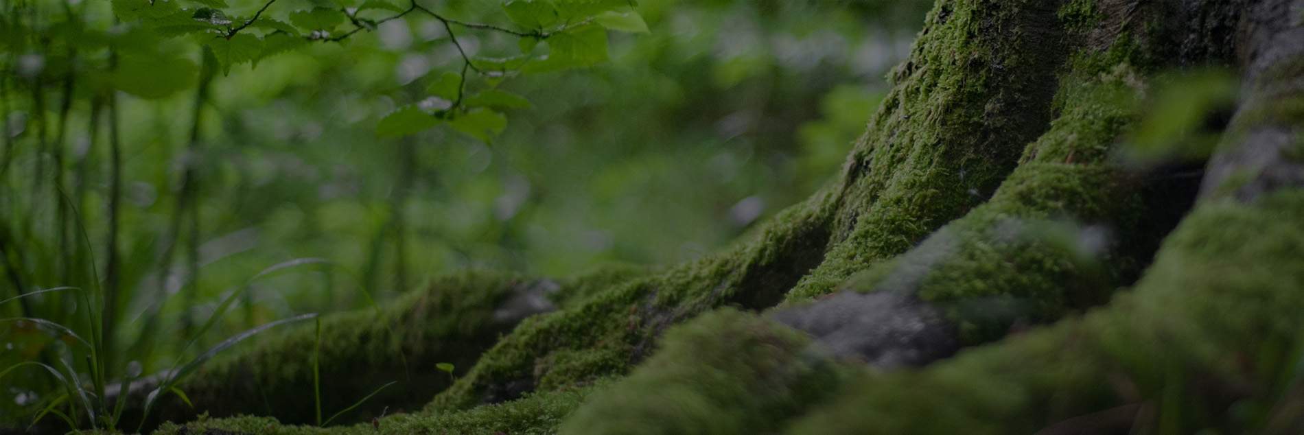 Chakana Journey Products Header