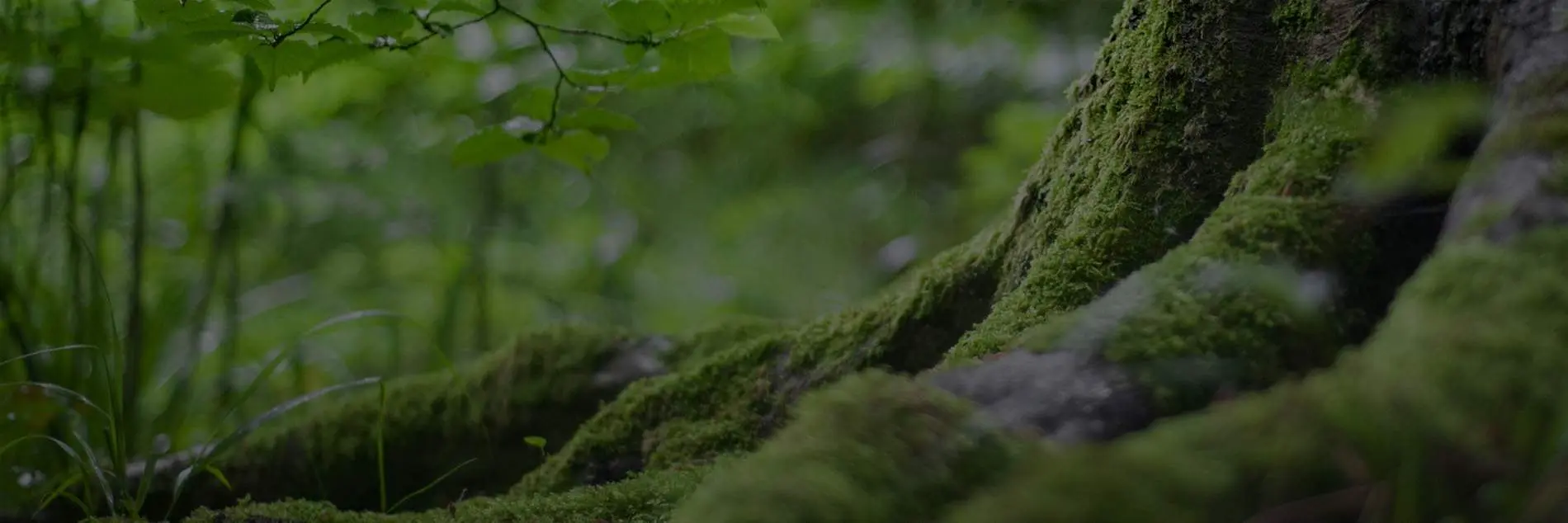 Chakana Journey Products Header